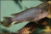 Petrochromis sp. "Macrognathus Rainbow" Nkondwe