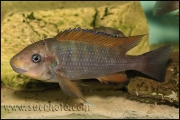 Petrochromis sp. "Macrognathus Rainbow" Nkondwe