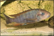 Petrochromis sp. "Macrognathus Rainbow" Nkondwe