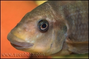 Petrochromis sp. "Macrognathus Rainbow" Nkondwe