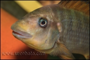 Petrochromis sp. "Macrognathus Rainbow" Nkondwe