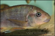 Petrochromis sp. "Macrognathus Rainbow" Nkondwe