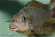 Petrochromis sp. "Macrognathus Rainbow" Nkondwe