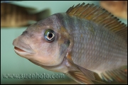 Petrochromis sp. "Macrognathus Rainbow" Nkondwe