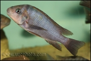 Petrochromis sp. "Macrognathus Rainbow" Nkondwe