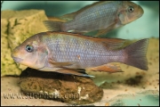 Petrochromis sp. "Macrognathus Rainbow" Nkondwe