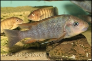 Petrochromis sp. "Macrognathus Rainbow" Nkondwe