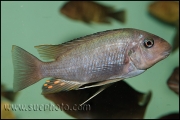 Petrochromis sp. "Macrognathus Rainbow" Nkondwe