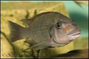 Petrochromis sp. "Macrognathus Rainbow" Nkondwe