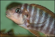 Petrochromis sp. "Macrognathus Rainbow" Nkondwe