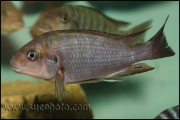 Petrochromis sp. "Macrognathus Rainbow" Nkondwe