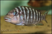 Petrochromis sp. "Macrognathus Rainbow" Nkondwe