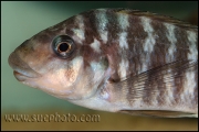 Petrochromis sp. "Macrognathus Rainbow" Nkondwe