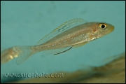 Xenotilapia sp. "Papilio Sunflower" Isanga