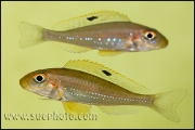 Xenotilapia sp. "Papilio Sunflower" Kipili