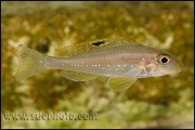 Xenotilapia sp. "Papilio Sunflower" Kipili