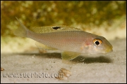 Xenotilapia sp. "Papilio Sunflower" Kipili