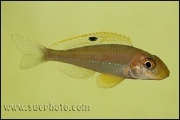 Xenotilapia sp. "Papilio Sunflower" Kipili