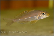 Xenotilapia sp. "Papilio Sunflower" Kipili