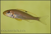 Xenotilapia sp. "Papilio Sunflower" Kipili