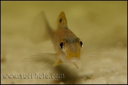 Xenotilapia sp. "Papilio Sunflower" Kipili