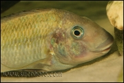 Petrochromis polyodon Tembwe