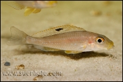 Xenotilapia sp. "Papilio Sunflower" Kipili