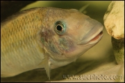 Petrochromis polyodon Tembwe