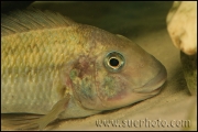 Petrochromis polyodon Tembwe