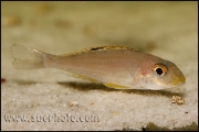 Xenotilapia sp. "Papilio Sunflower" Kipili