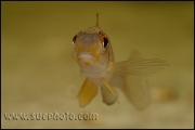 Xenotilapia sp. "Papilio Sunflower" Kipili