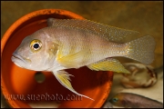 Limnochromis staneri