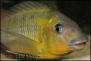 Petrochromis polyodon Tembwe