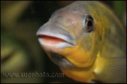 Petrochromis polyodon Tembwe