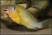 Petrochromis polyodon Tembwe