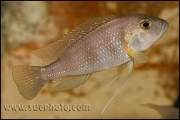 Limnochromis staneri