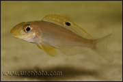 Xenotilapia sp. "Papilio Sunflower" Kipili