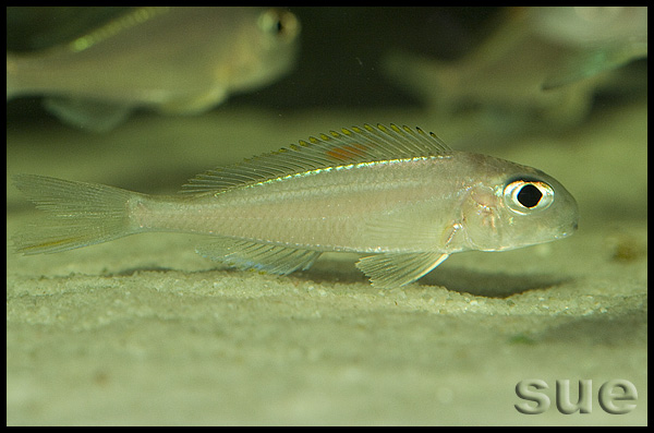 Xenotilapia sp. "red princess"