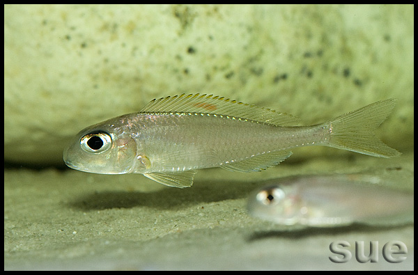 Xenotilapia sp. "red princess"