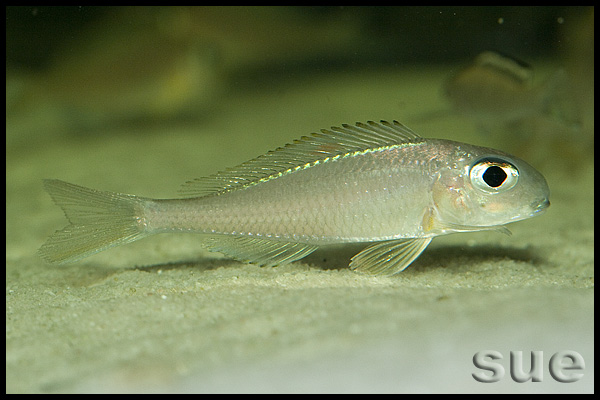 Xenotilapia sp. "red princess"