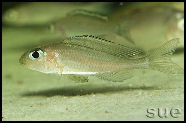 Xenotilapia sp. "fluorescent green" Chaitika