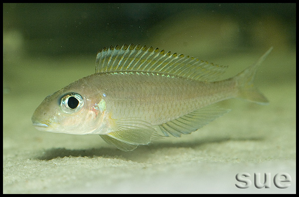 Xenotilapia sp. "fluorescent green" Chaitika