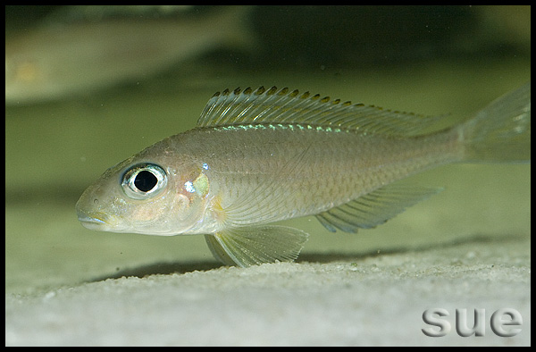 Xenotilapia sp. "fluorescent green" Chaitika