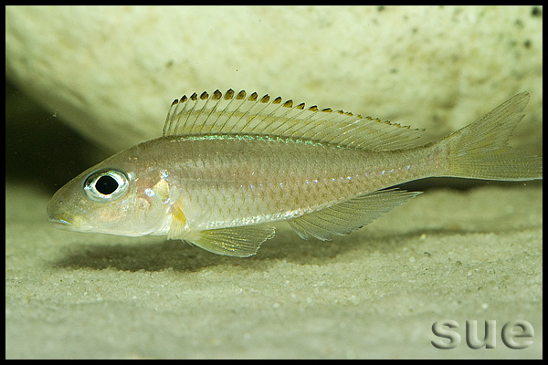 Xenotilapia sp. "fluorescent green" Chaitika