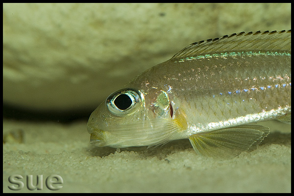 Xenotilapia sp. "fluorescent green" Chaitika