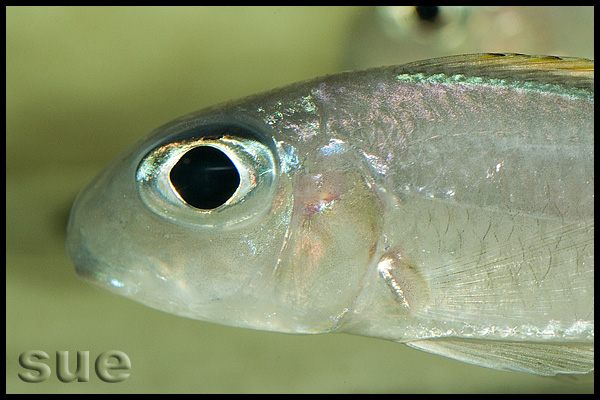 Xenotilapia sp. "red princess"