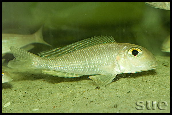 Xenotilapia boulengeri Ilangi