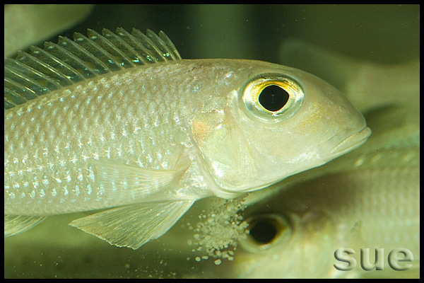 Xenotilapia boulengeri Ilangi