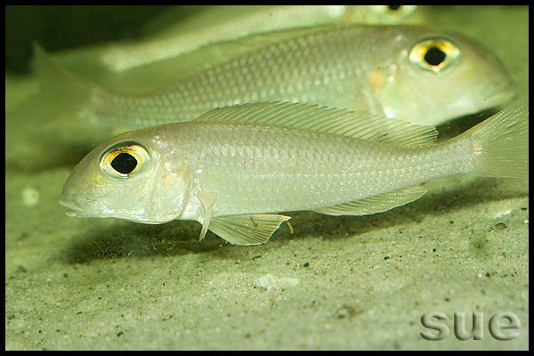 Xenotilapia boulengeri Ilangi