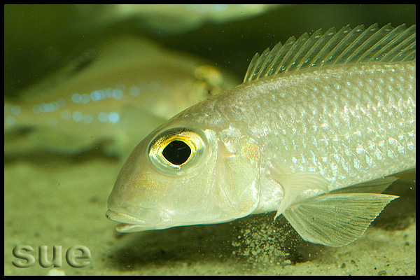 Xenotilapia boulengeri Ilangi